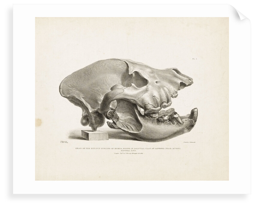 Head of the extinct species of Hyaena, found in diluvial clay at Lawford near Rugby by T. Webster