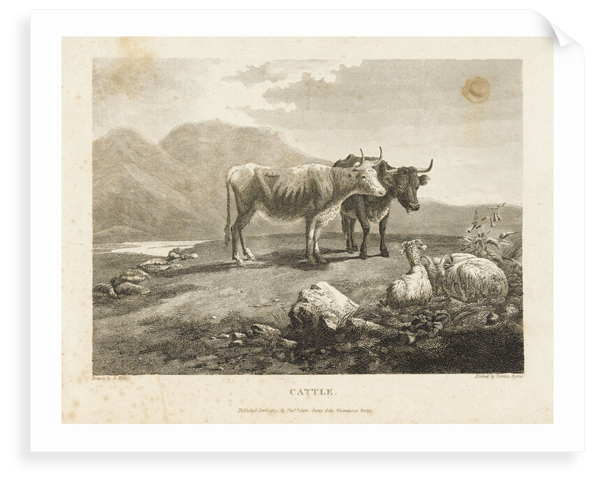 Cattle by Robert Hills