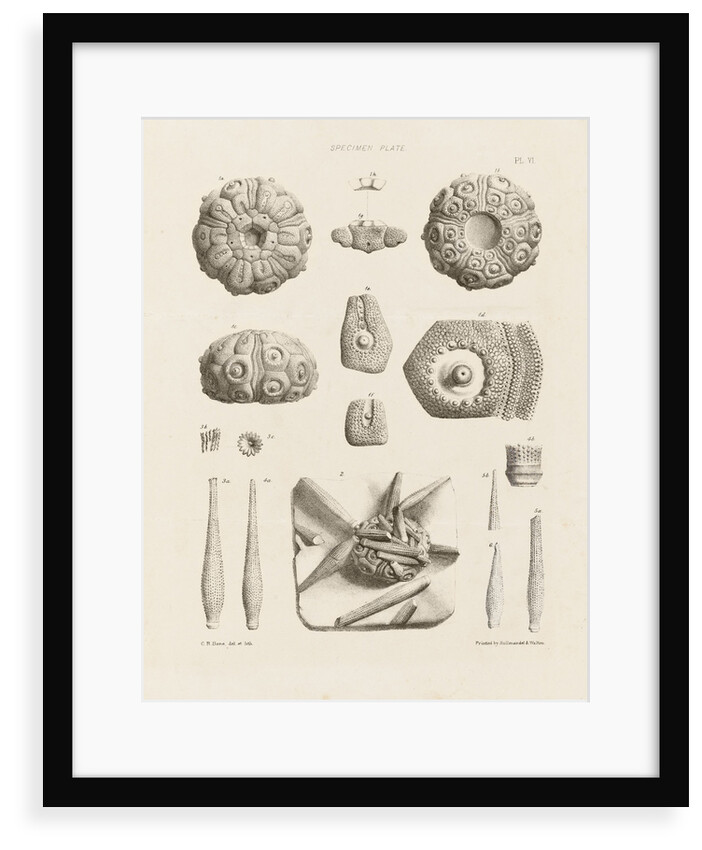 Specimen Plate by C. R. Bone