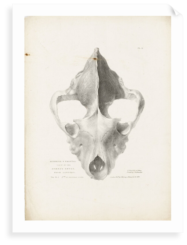 Superior & Frontal View of the Hyaena's Skull from Lawford by G. Scharf