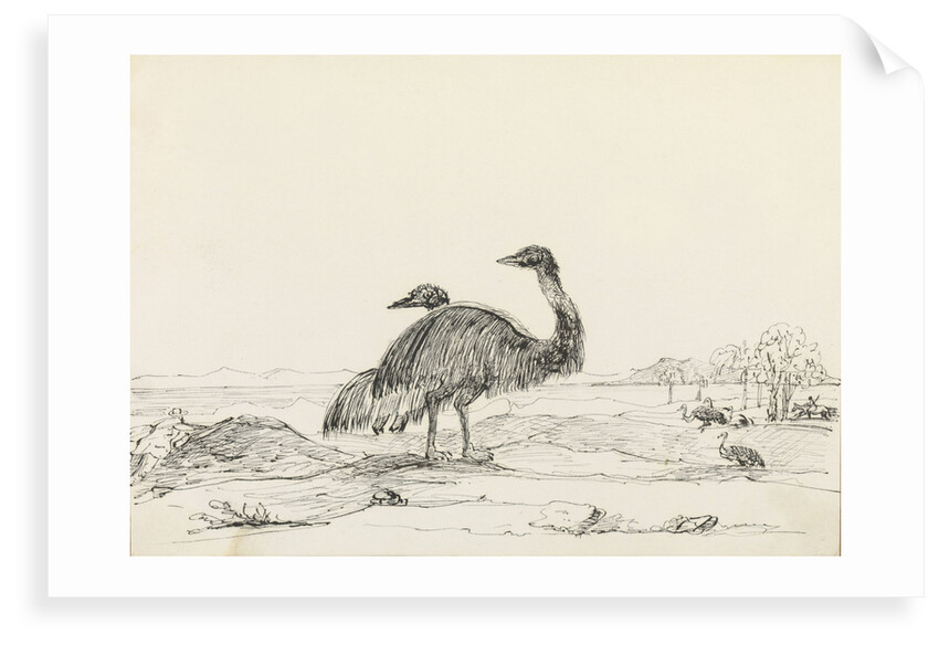 Sketch of emus by Harry Edmund Edgell
