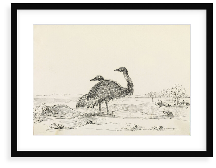 Sketch of emus by Harry Edmund Edgell