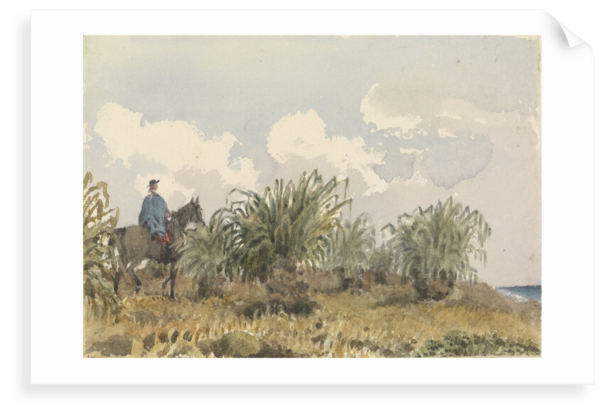 Tussac Grass, Falkland Islands by Edward Gennys Fanshawe