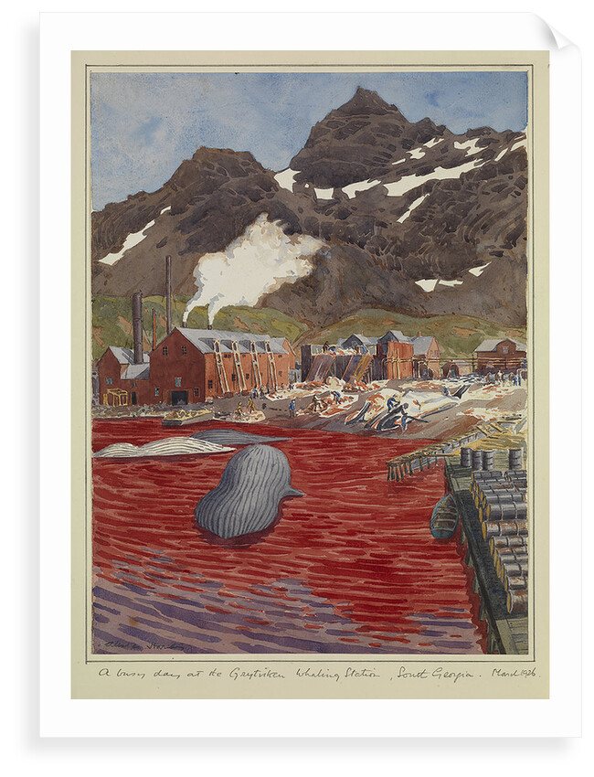 A busy day at Grytviken whaling station, South Georgia, March 1926 by Sir Alister Hardy