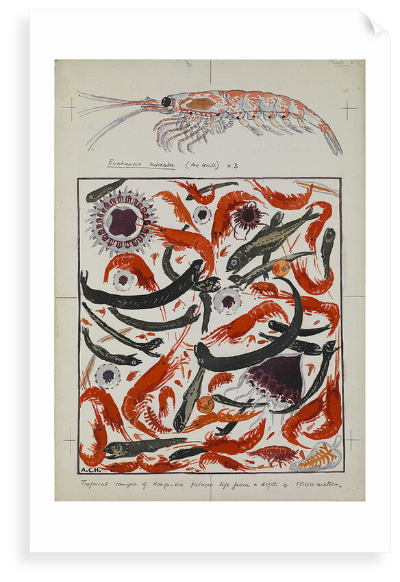 Typical example of deep-sea pelagic life from a depth of 1000 metres and detail of Euphausia superba (the krill) X 3 by Sir Alister Hardy