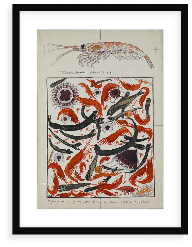 Typical example of deep-sea pelagic life from a depth of 1000 metres and detail of Euphausia superba (the krill) X 3 by Sir Alister Hardy