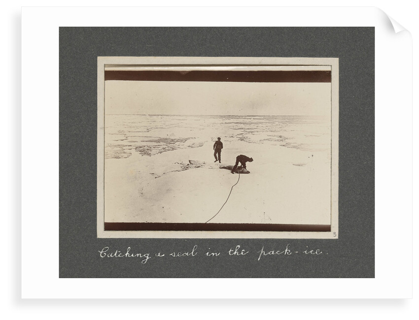 Catching a seal in the pack-ice from National Antarctic Expedition photo album by Sir Ernest Henry Shackleton