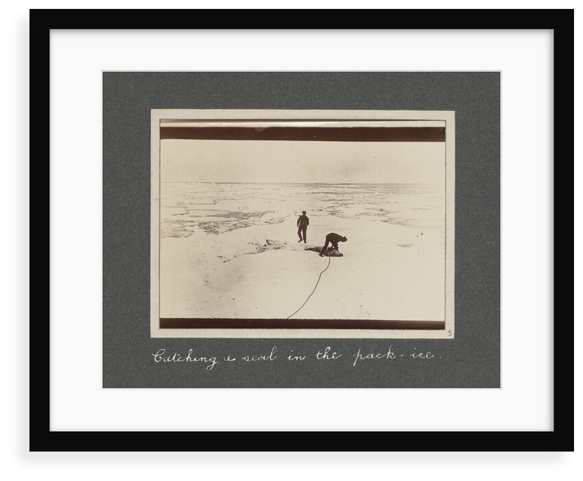 Catching a seal in the pack-ice from National Antarctic Expedition photo album by Sir Ernest Henry Shackleton
