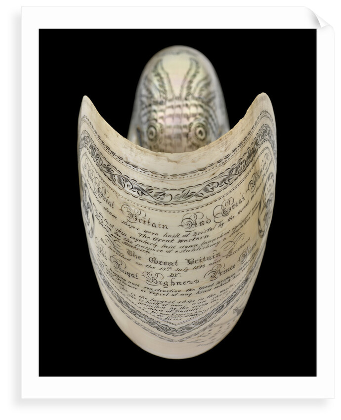 Nautilus shell by C. H. Wood