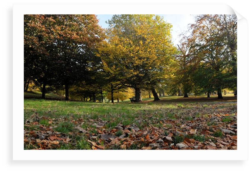 Autumnal image of the Royal Greenwich Park by National Maritime Museum