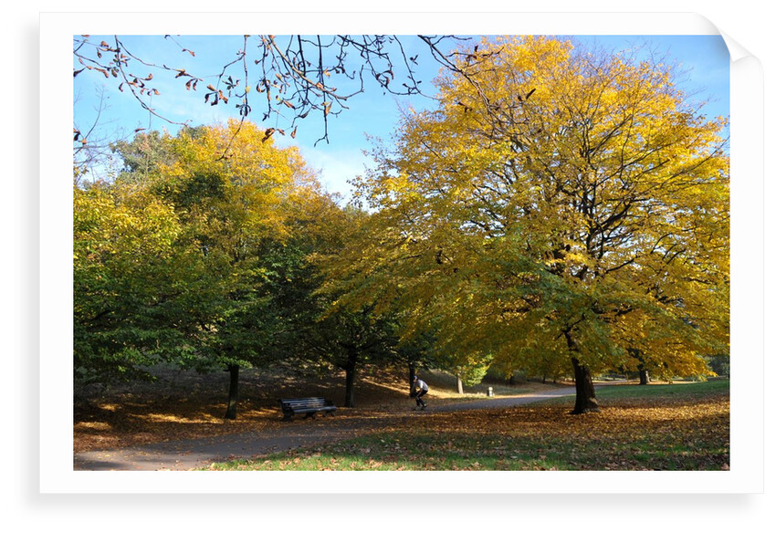 Autumnal image of the Royal Greenwich Park by National Maritime Museum