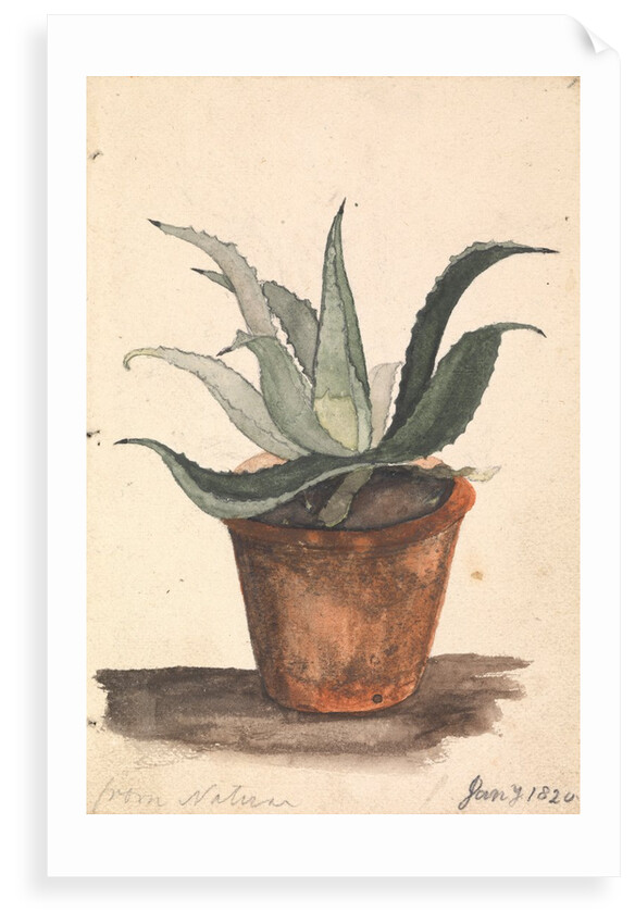 A Flower pot with a cactus growing in it inscribed, 'from nature' by Edward William Cooke