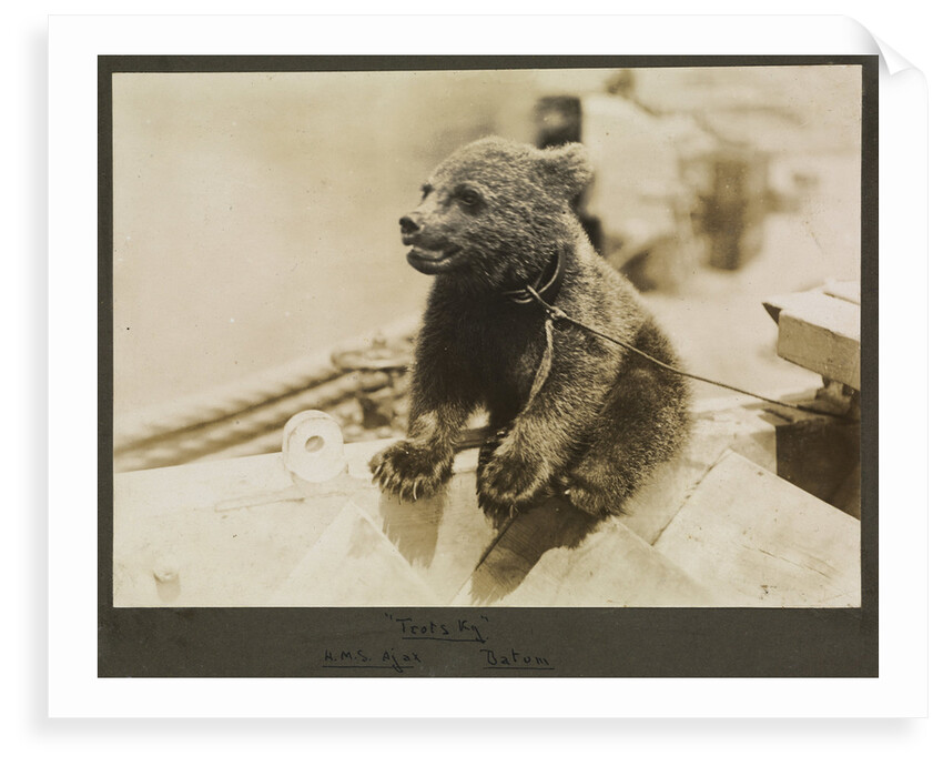 Photograph of the mascot bear cub 'Trotsky', on HMS 'Ajax' 1921. From an album relating to the naval career of Philip F. P. Blackwell, 1920-1922 by Philip F. P. Blackwell