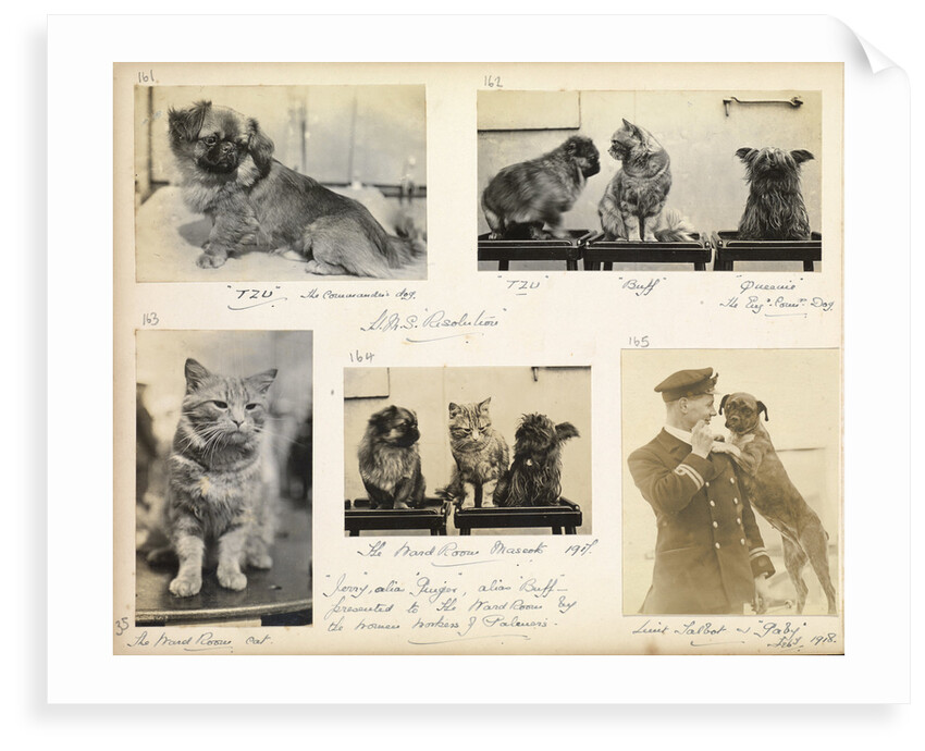 Cats and dogs 'Tzu, buff, Queenie and Gaby' July 1918, from an album relating to the career of Lt. Cdr. Herbert Allen Slade, RN, 1908-1918. by Lt. Cdr. Herbert Allen Slade