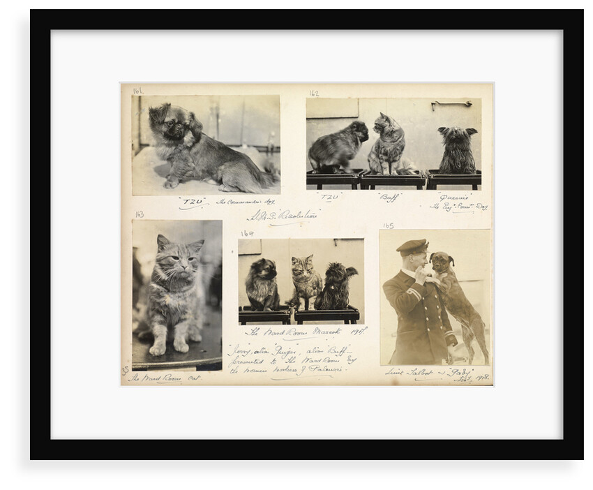 Cats and dogs 'Tzu, buff, Queenie and Gaby' July 1918, from an album relating to the career of Lt. Cdr. Herbert Allen Slade, RN, 1908-1918. by Lt. Cdr. Herbert Allen Slade