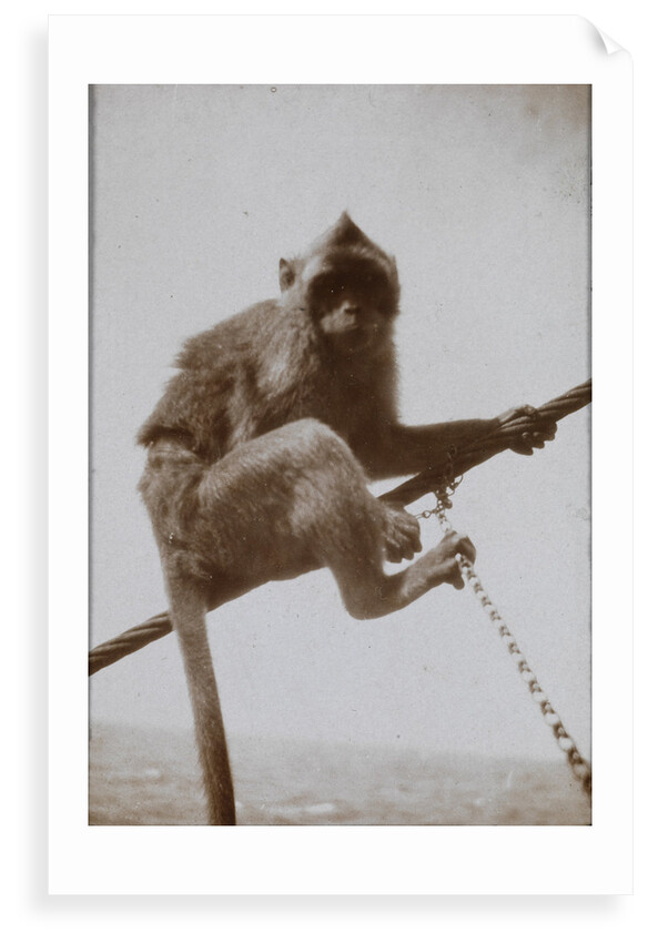 Photograph of a monkey, from an album relating to the naval service of Arthur Bedworth in the Merchant Navy as a radio officer by Arthur Bedworth