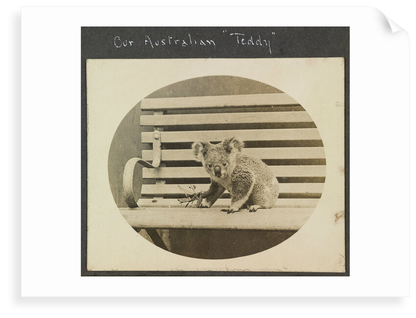 Our Australian 'Teddy'  koala, on the TSS 'Demosthenes' (1911) by John Rodolph Peronet Thompson
