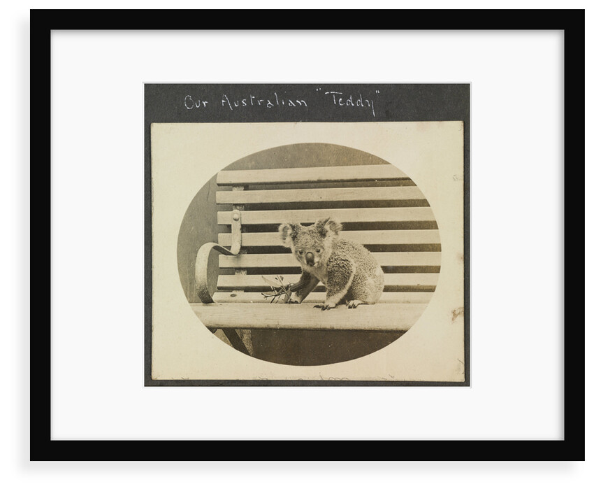 Our Australian 'Teddy'  koala, on the TSS 'Demosthenes' (1911) by John Rodolph Peronet Thompson