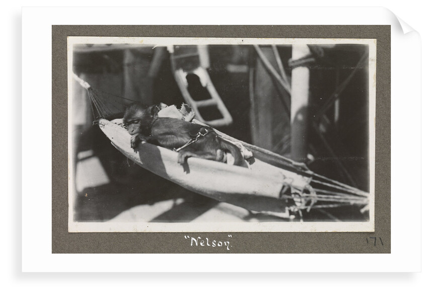 Service career of Lieutenant V. N. Surtees 1926-8 in HMS 'Emerald' (1920). 'Nelson' monkey in hammock, page 171 by Lieutenant V. N. Surtees