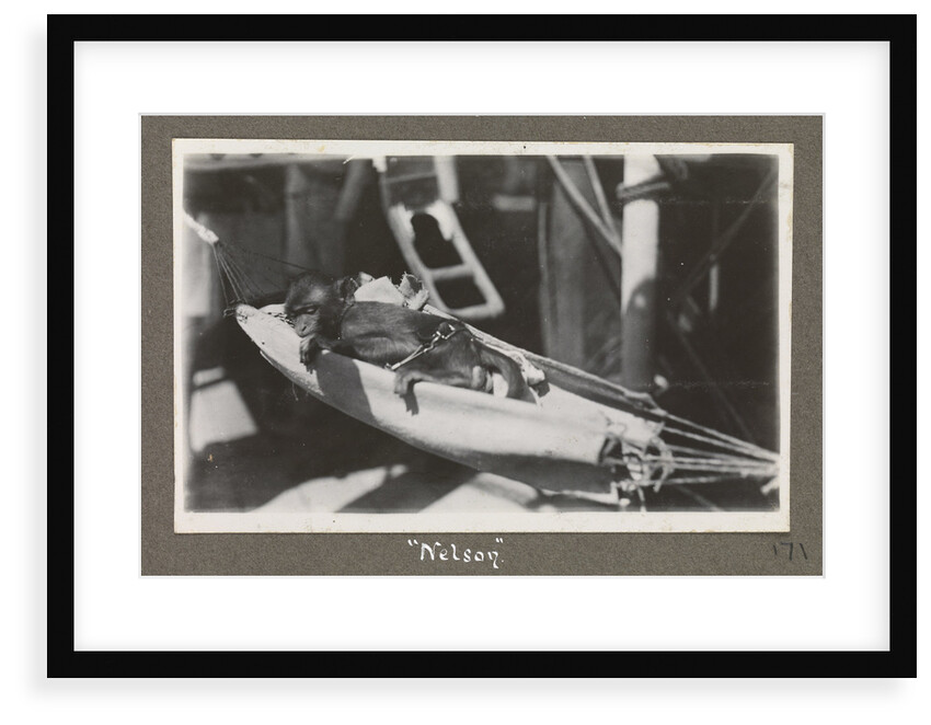 Service career of Lieutenant V. N. Surtees 1926-8 in HMS 'Emerald' (1920). 'Nelson' monkey in hammock, page 171 by Lieutenant V. N. Surtees