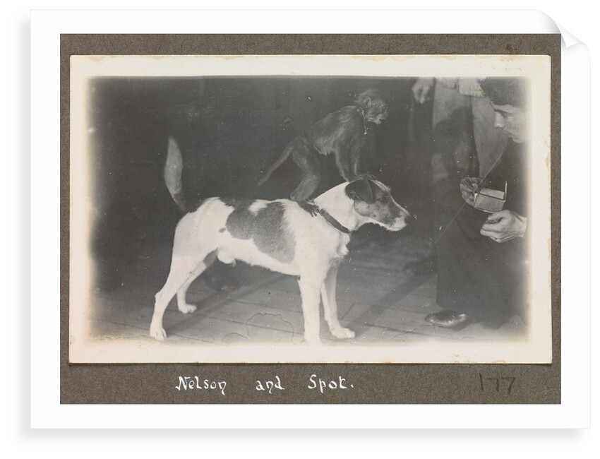 Service career of Lieutenant V. N. Surtees 1926-8 in HMS 'Emerald' (1920). 'Nelson and Spot' monkey on dog's back, page 177 by Lieutenant V. N. Surtees