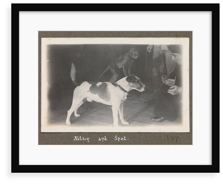 Service career of Lieutenant V. N. Surtees 1926-8 in HMS 'Emerald' (1920). 'Nelson and Spot' monkey on dog's back, page 177 by Lieutenant V. N. Surtees