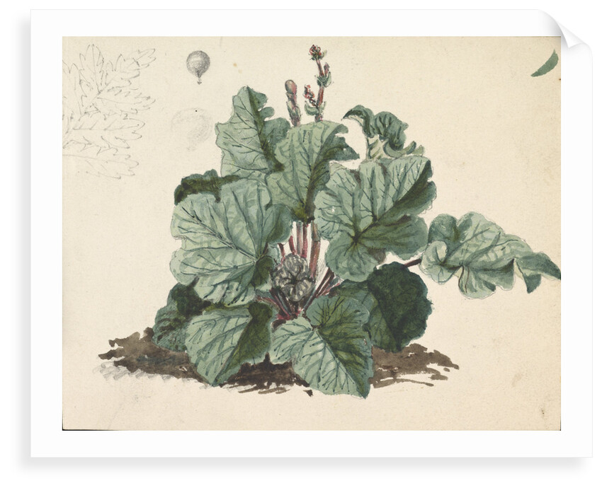 Rhubarb plant by Edward William Cooke