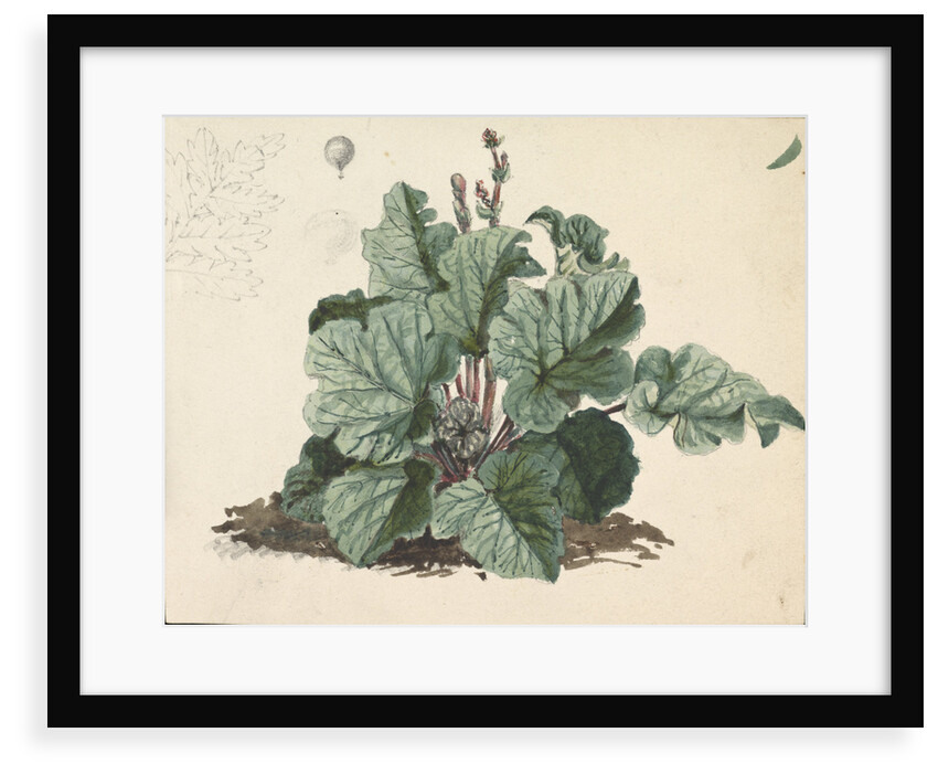 Rhubarb plant by Edward William Cooke