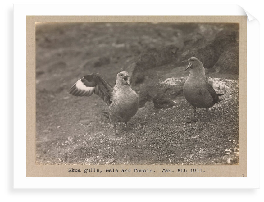 Male and female Skua Gulls by Herbert George Ponting