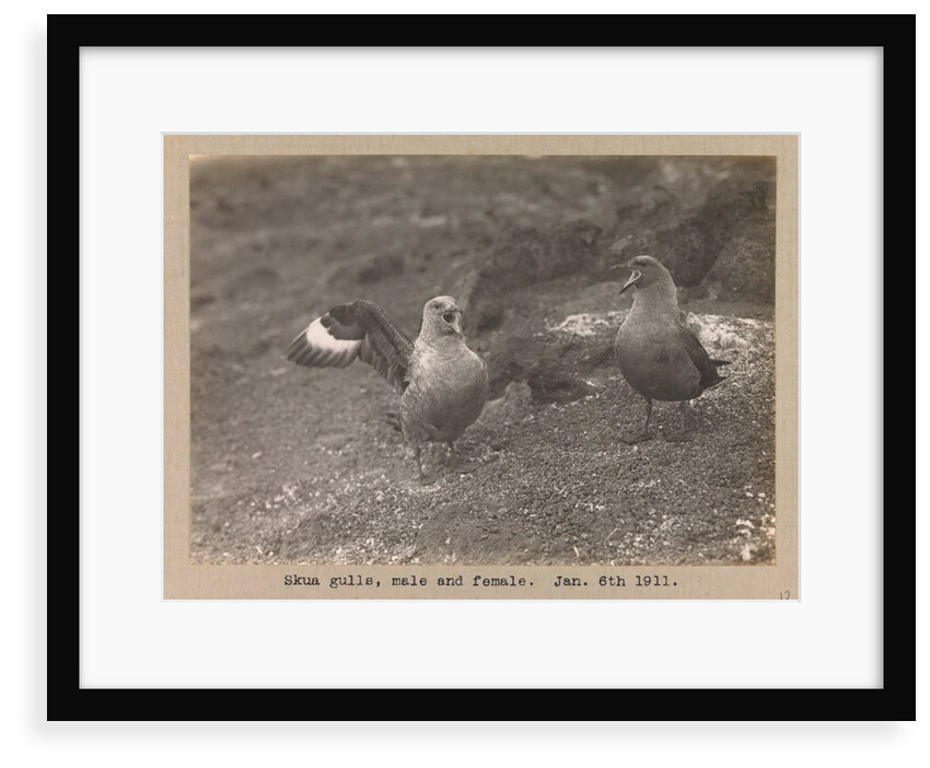 Male and female Skua Gulls by Herbert George Ponting