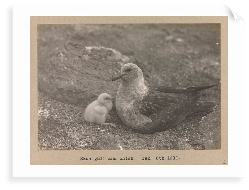 A Skua Gull with their chick by Herbert George Ponting