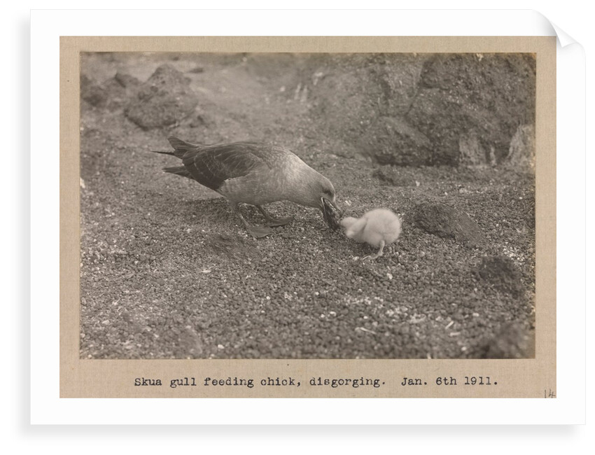 A Skua Gull regurgitating food for their chick by Herbert George Ponting
