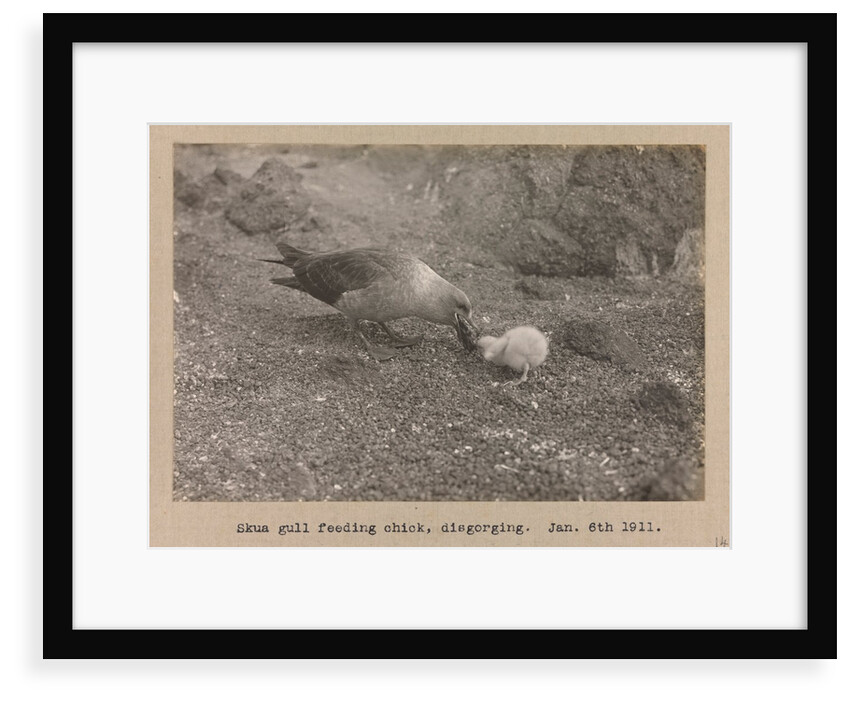 A Skua Gull regurgitating food for their chick by Herbert George Ponting