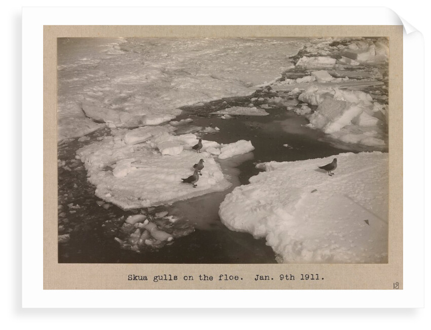 Skua Gulls on the breaking ice floes by Herbert George Ponting