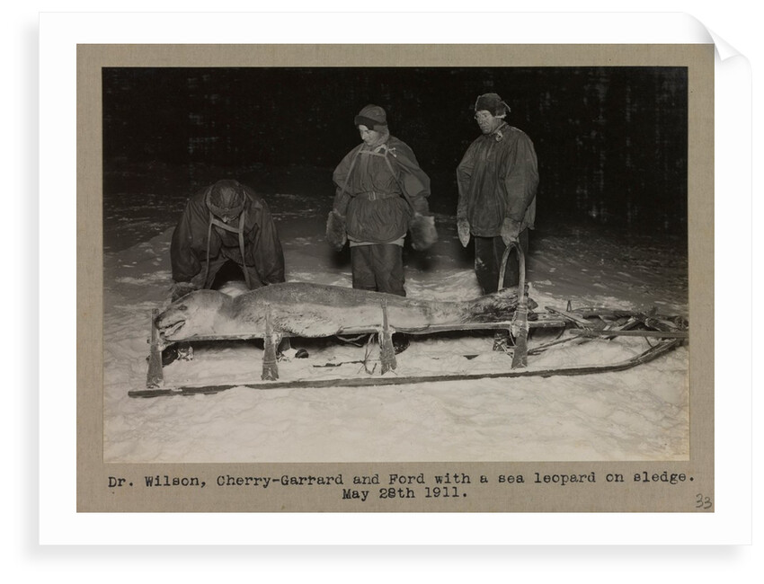 Dr. Wilson, Cherry-Garrard and Ford with a sea leopard on sledge by Herbert George Ponting