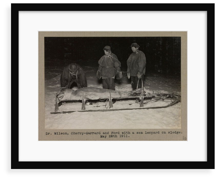 Dr. Wilson, Cherry-Garrard and Ford with a sea leopard on sledge by Herbert George Ponting