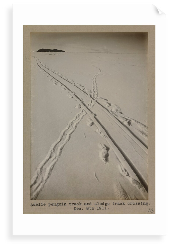 Adelie penguin track and sledge track crossing by Herbert George Ponting