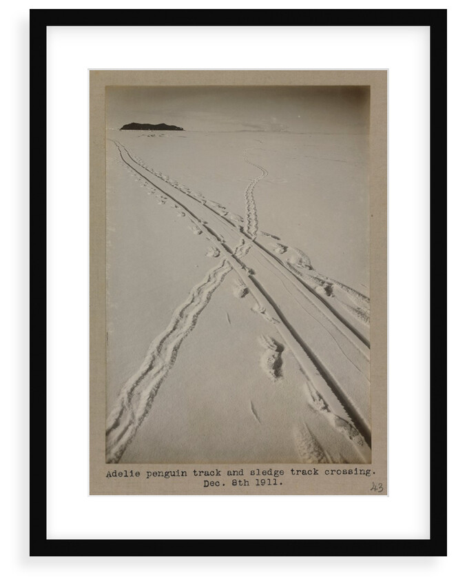 Adelie penguin track and sledge track crossing by Herbert George Ponting