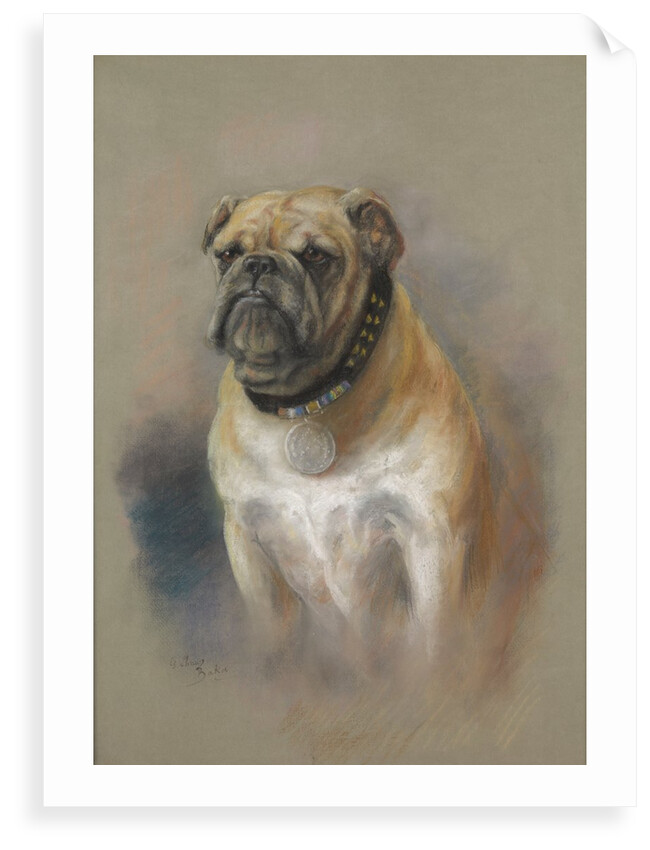 The dog Peggy, bulldog, mascot of HMS 'Iron Duke' and of Jutland fame by Georgina Shaw Baker