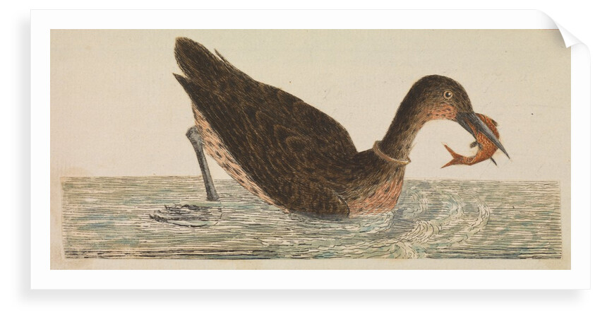 The Empire of China & Japan - Bird catching a fish in the water by Thomas Pennant