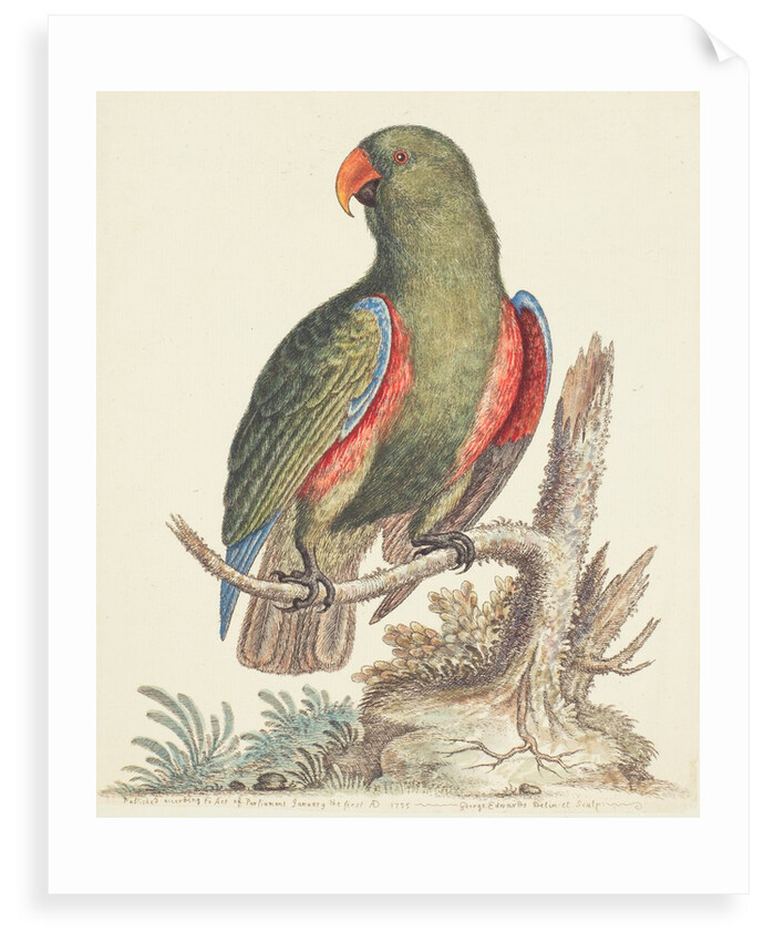 The Empire of China & Japan - Green parrot by Thomas Pennant