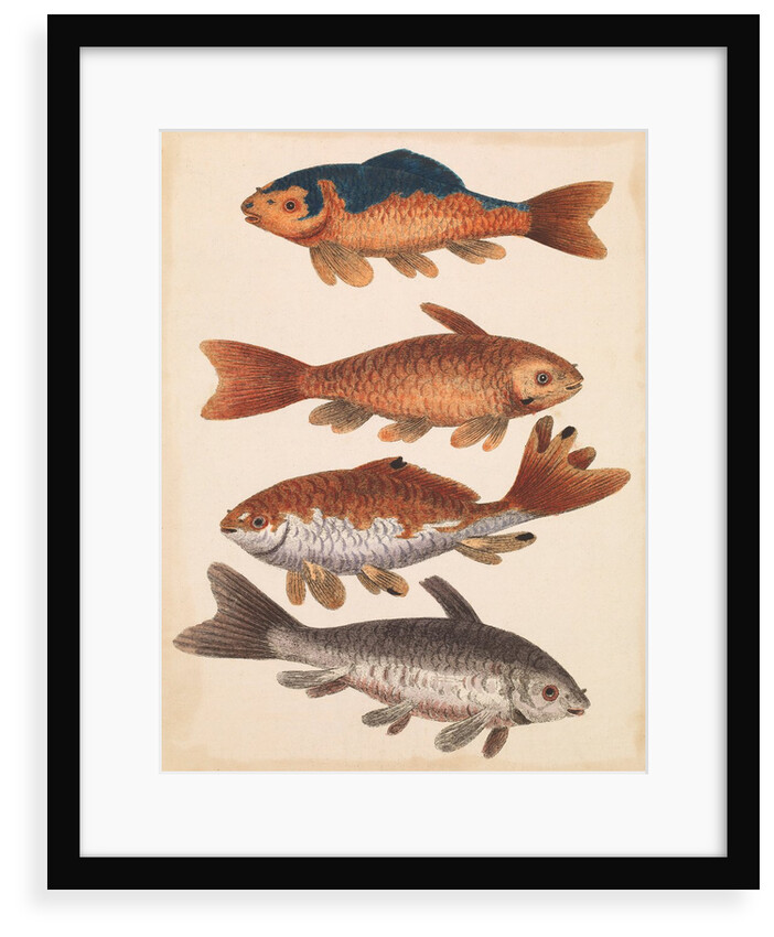 The Empire of China & Japan - Four Koi Fish by Thomas Pennant