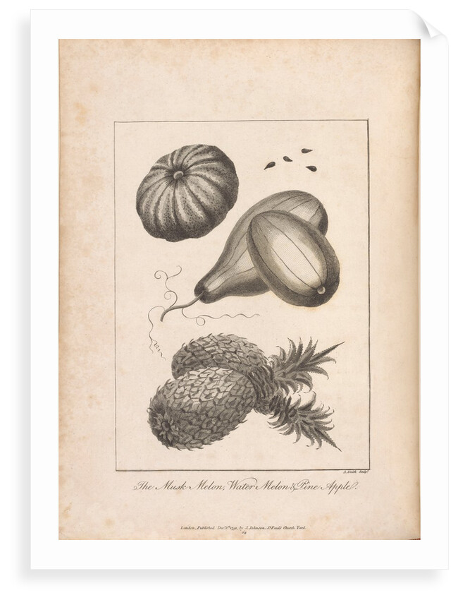 The illustration of the Musk, Melon and Pineapple opposite Page 221 Vol II by Unknown