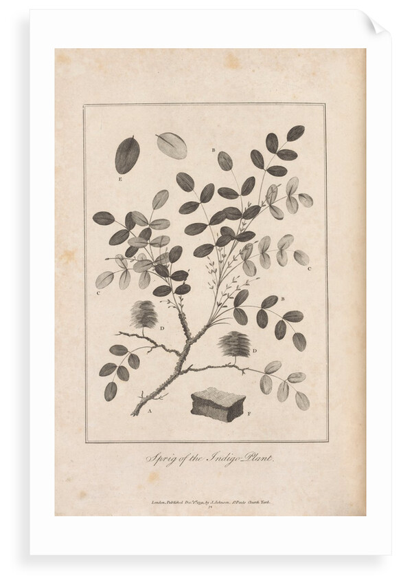 Illustration of the Sprig of the Indigo Plant, opposite p.314, Vol II by Unknown