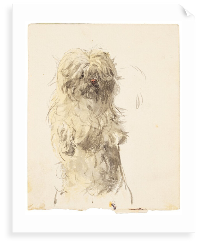A dog of unconfirmed breed, shown standing on hind legs in a posture associated with begging by Unknown