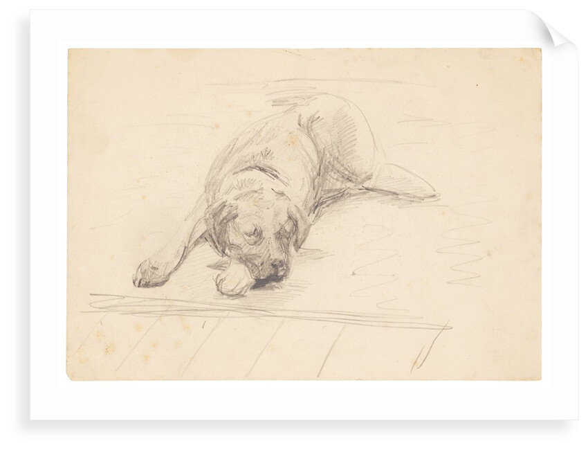 Dog lying with it's head on one side on a rug by Unknown