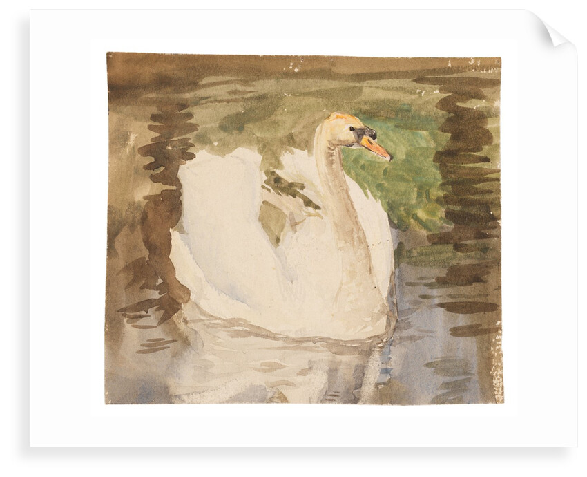 A swan with partly folded wings by Unknown