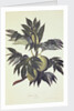 A branch of the bread fruit tree with fruit by John Miller [engraver]