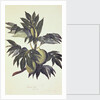 A branch of the bread fruit tree with fruit by John Miller [engraver]