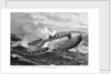 The rescue of the crew of the 'Cleopatra', at dawn in the Bay of Biscay by Unknown
